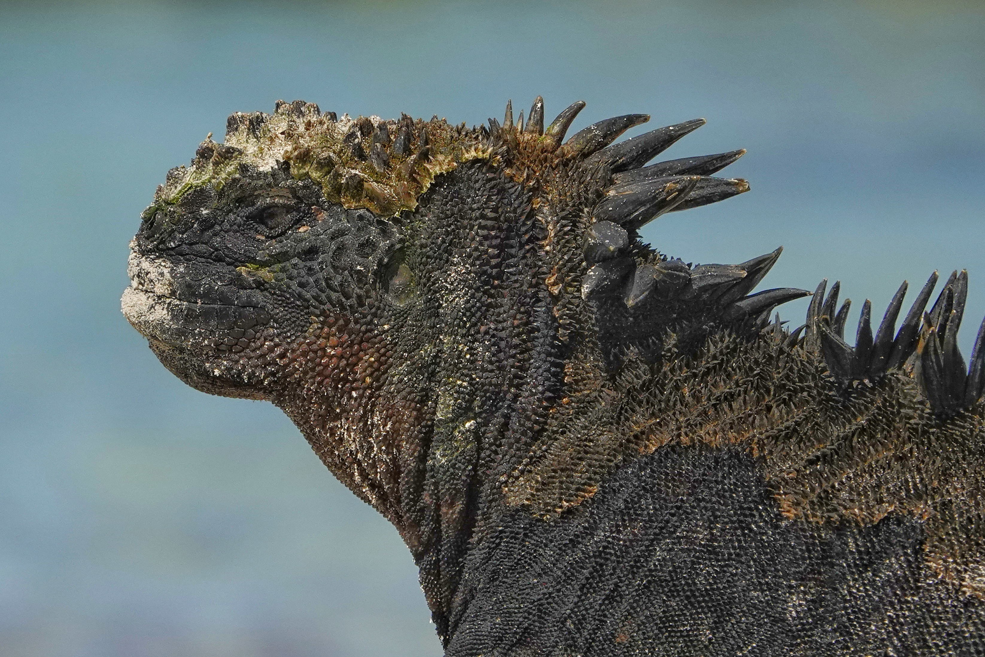 Iguane marin aux Galápagos